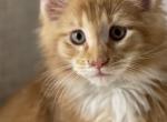 Reds - Maine Coon Kitten For Sale - Littleton, CO, US