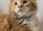 Reds grey collar - Maine Coon Kitten For Sale - Littleton, CO, US