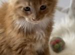Reds girl - Maine Coon Kitten For Sale - 