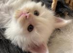 White one - Maine Coon Kitten For Sale - 