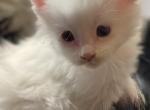 White two - Maine Coon Kitten For Sale - Littleton, CO, US