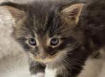 Brown patched smoke tabby - Maine Coon Kitten For Sale - 