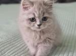 Lybochka - Scottish Straight Kitten For Sale - Brooklyn, NY, US