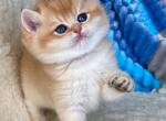 Timosha - British Shorthair Kitten For Sale - Brooklyn, NY, US