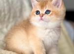 Tosha - British Shorthair Kitten For Sale - Brooklyn, NY, US