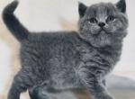 Berry - British Shorthair Kitten For Sale - Brooklyn, NY, US