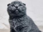 Barry - Scottish Fold Kitten For Sale - Brooklyn, NY, US