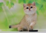 Alyonka - British Shorthair Kitten For Sale - Brooklyn, NY, US