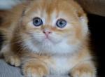 Xan - Scottish Fold Kitten For Sale - Brooklyn, NY, US