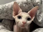 Baby - Sphynx Cat For Sale - Hollywood, FL, US