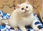 Vanilka - British Shorthair Cat For Sale - Los Angeles, CA, US