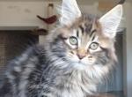 XTrail - Maine Coon Kitten For Sale - Miami, FL, US