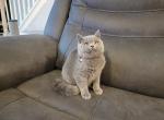 Iris's litter - Scottish Fold Cat For Sale - Nicholasville, KY, US