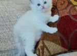 Eve - Ragdoll Kitten For Sale - Los Angeles, CA, US