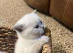 British shorthair kittens - British Shorthair Kitten For Sale - 