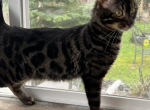Sylvester - Bengal Cat For Sale - 