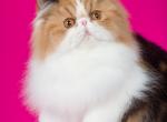 Champion Kitty Parties Rock Candy - Persian Cat For Sale - CA, US