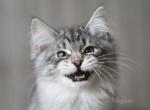 HAMLET IZ TVERSKOGO KNYAZHESTVA - Siberian Kitten For Sale - NY, US