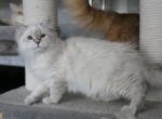 TUSAR LYUMUR - Siberian Kitten For Sale - NY, US