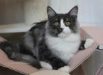 FINIST  IZ TVERSKOGO KNYAZHESTVA - Siberian Kitten For Sale - NY, US