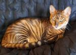 Felis Tigris Toygers waitlist - Toyger Kitten For Sale