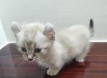 Rughugger and Long Legs - Munchkin Kitten For Sale - 