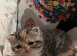 Patches - Exotic Kitten For Sale - Talco, TX, US