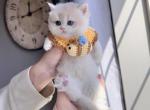 CY12 purple shaded - British Shorthair Kitten For Sale - Fontana, CA, US