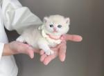 AY12 blue golden shaded boy - British Shorthair Kitten For Sale - Fontana, CA, US