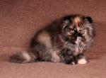 Emmanuelle - Persian Kitten For Sale - Hollywood, FL, US