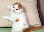 Chij - Scottish Fold Kitten For Sale - Hollywood, FL, US