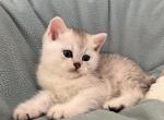 Kittens - Scottish Straight Kitten For Sale - Renton, WA, US