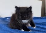 Guss - Siberian Kitten For Sale - Brooklyn, NY, US