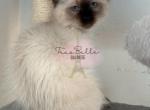 Brie - Balinese Kitten For Sale - CA, US