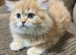 Tiger - Persian Kitten For Sale - 