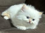 Prince - Persian Kitten For Sale - Cleveland, OH, US