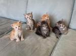 Vermont Kitties - Maine Coon Kitten For Sale - Bennington, VT, US