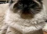 July - Ragdoll Cat For Sale - Culpeper, VA, US