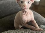 Avatar - Sphynx Cat For Sale - Vernon Hills, IL, US