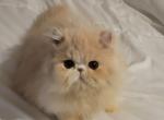 Persian orange male - Persian Kitten For Sale - MA, US