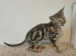 Gorgeous F6 Marble  male - Savannah Kitten For Sale - 