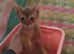 Ready now sunnybunny - Abyssinian Kitten For Sale - 