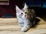 Star - Maine Coon Kitten For Sale - Land O' Lakes, FL, US
