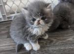 Exotic Shorthair Male Blue White Kitten - Exotic Kitten For Sale - Brooklyn, NY, US