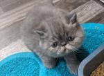 Persian Shorthair Female Dark Blue Kitten - Persian Kitten For Sale - New York, NY, US