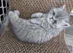 Exotic Shorthair Male Dark Blue Kitten Sale - Exotic Kitten For Sale - Brooklyn, NY, US