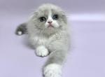 Cosmo - Scottish Fold Kitten For Sale - Hollywood, FL, US