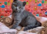 Bubochka - British Shorthair Kitten For Sale - Hollywood, FL, US