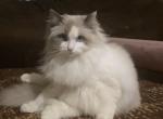 Breeder mom - Ragdoll Cat For Sale/Service - Gap, PA, US