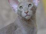 Like - Oriental Kitten For Sale - Norwalk, CT, US